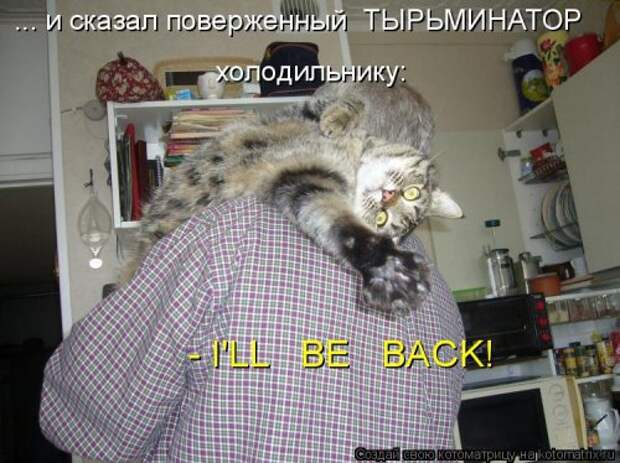 Новая котоматрица (28 фото)