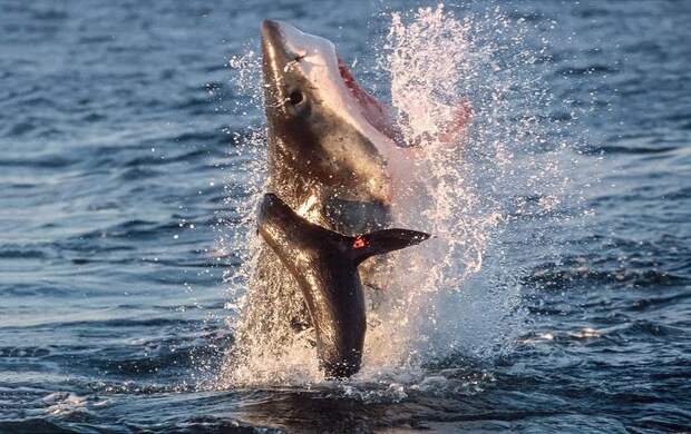 Большая белая акула ловит тюленя в Южной Африке