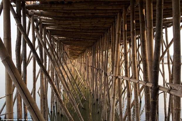 Шедевральный 300-метровый бамбуковый мост в Камбодже каждый год разбирают и строят заново бамбук, в мире, камбоджа, конструкции, мосты, неожиданно, постройка, путешествия