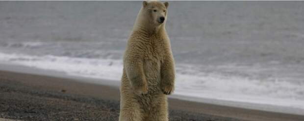 Как полярник 26 сезонов среди белых медведей повел