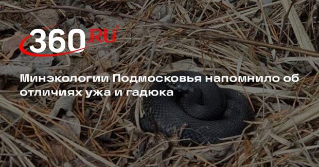 Минэкологии Подмосковья напомнило об отличиях ужа и гадюка