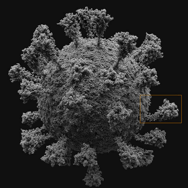Достоверно красиво: как мы сделали 3D-модель SARS-CoV-2