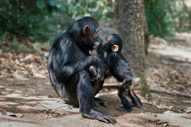 Фото: Jane Goodall Фото: Jane Goodall