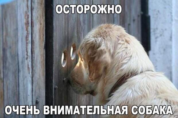 Смешные картинки с надписями прикол, юмор