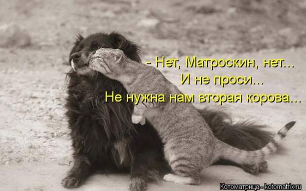 Котоматрица №36