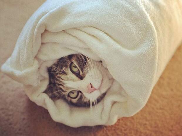 Кошачья шаурма кот, шаурма, юмор