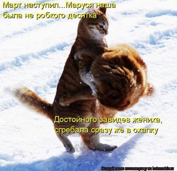 Лучшие котоматрицы недели