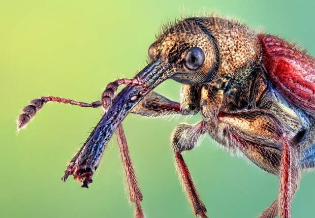 insects08 insects08 Портреты насекомых