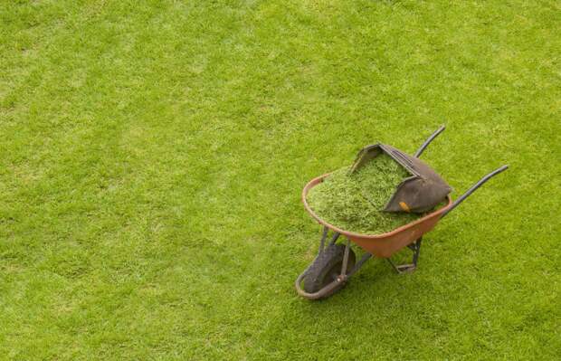 Скошенной травой из травосборника газонокосилки можно тут же мульчировать газон. Это хорошая защита от сорняков и некоторый удобряющий эффект