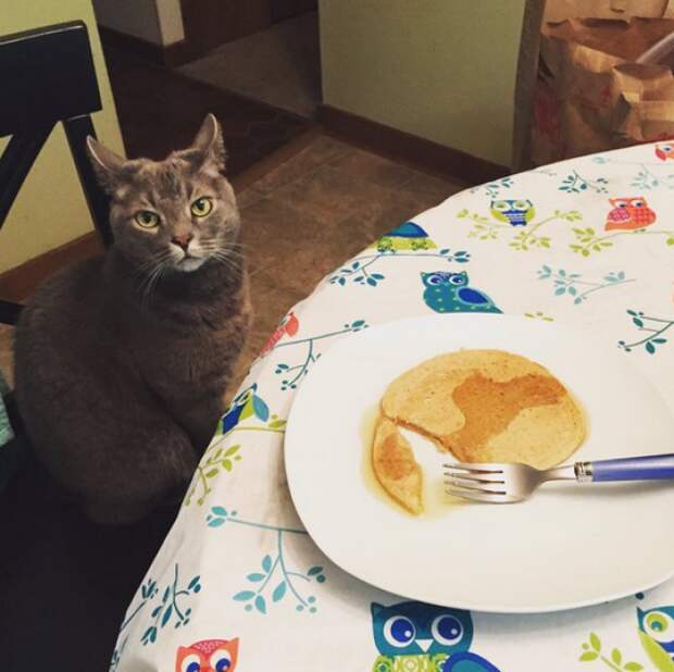 кошки делают бессмысленные вещи