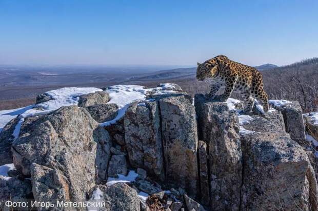 «Самый сладкий» дальневосточный леопард стал участником всероссийского фотоконкурса