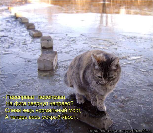 Котоматрица: - Переправа...переправа... На фига свернул направо? Слева ведь нормальный мост, А теперь весь мокрый хвост...