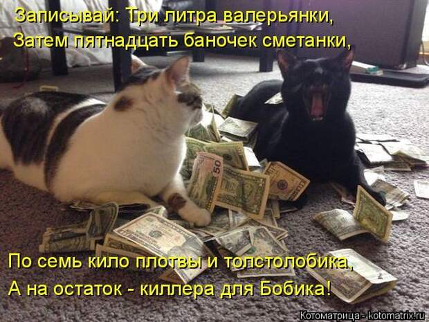 Лучшие котоматрицы недели (50 фото)