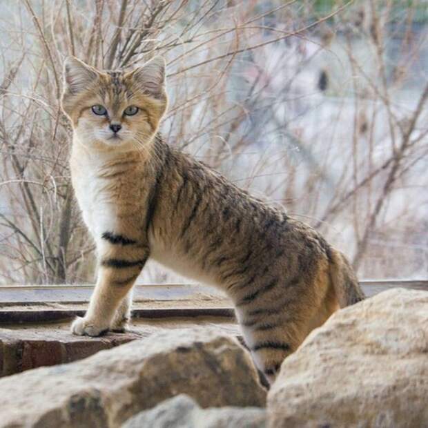 Барханная (песчаная) кошка
