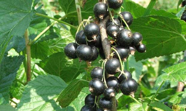 Зрелые ягоды чёрной смородины