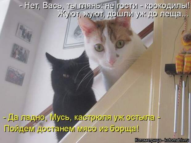 Новая котоматрица (36 фото)