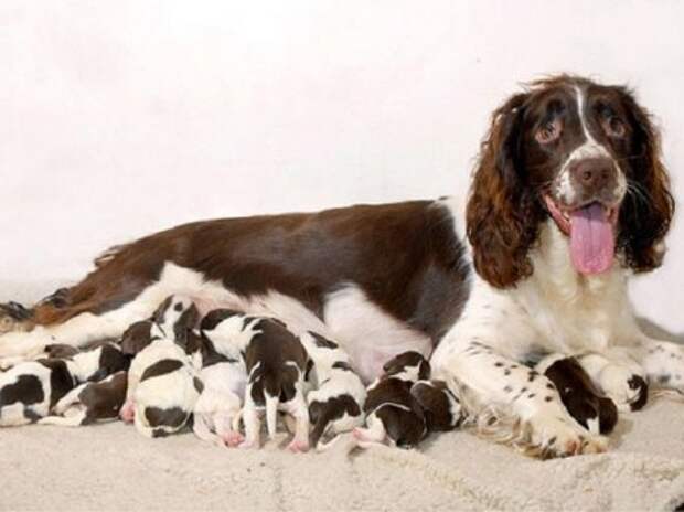 Новорожденные щенки и их гордые родители