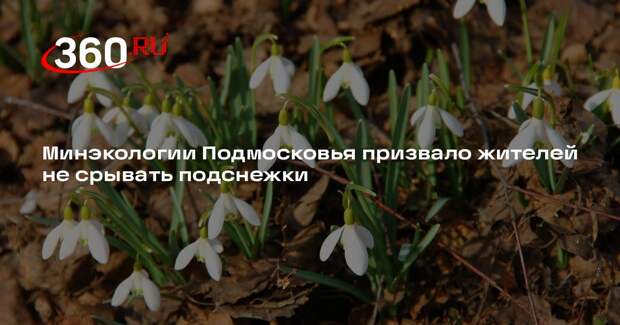 Минэкологии Подмосковья призвало жителей не срывать подснежки