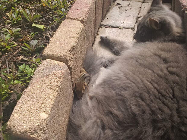 cat-chipmunk-friends-sleeping-6