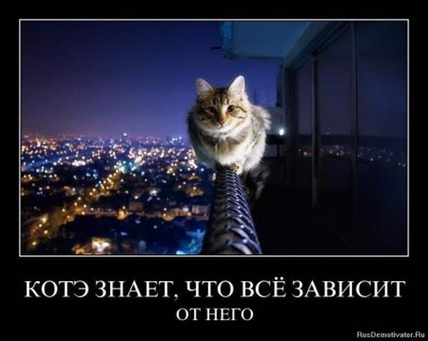 Демотиваторы про котЭ