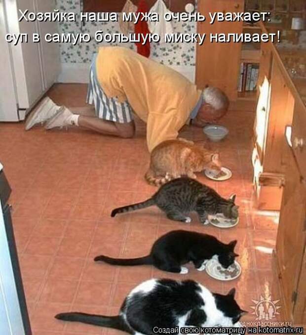 Лучшие котоматрицы недели (50 фото)