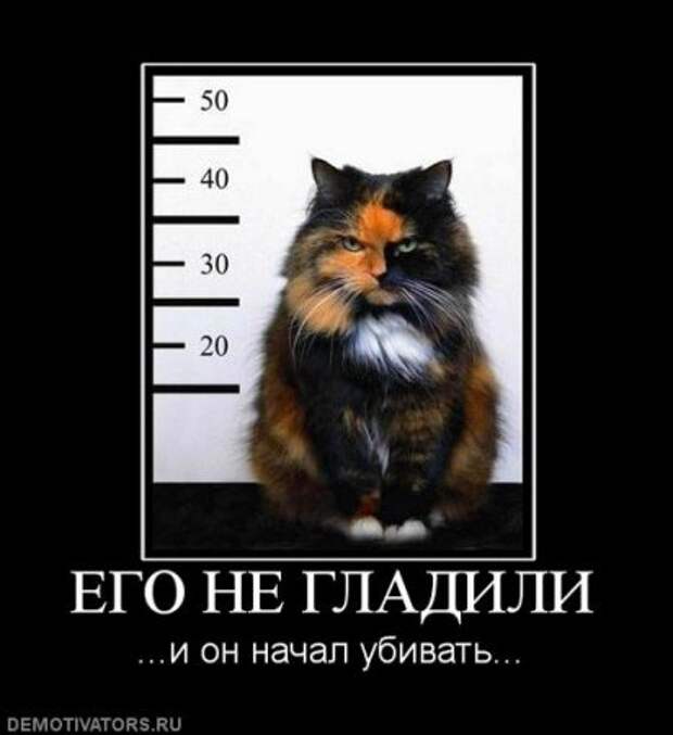 Демотиваторы про котэ, почти как котоматрицы!