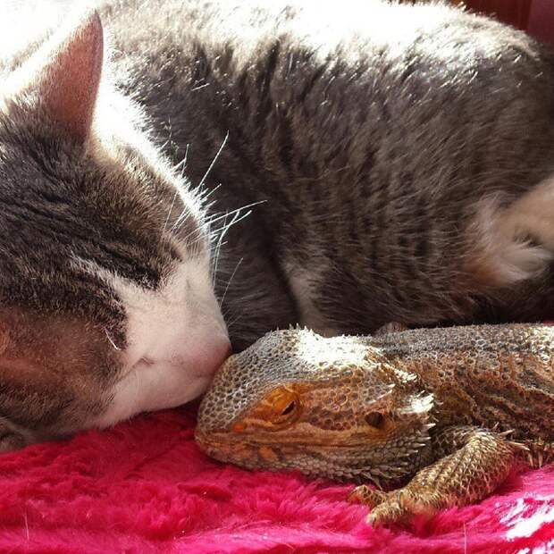 дружба кота и ящерицы 