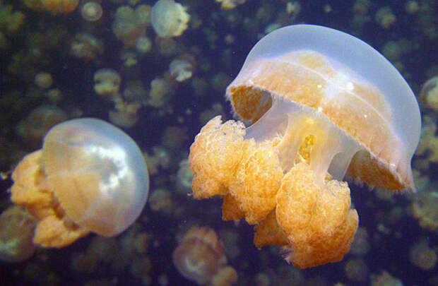 Богатые экосистемы острова Палау могут похвастаться золотыми медузами