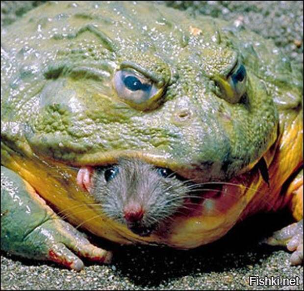 Про обиды прикол, своими руками, сделай сам, юмор