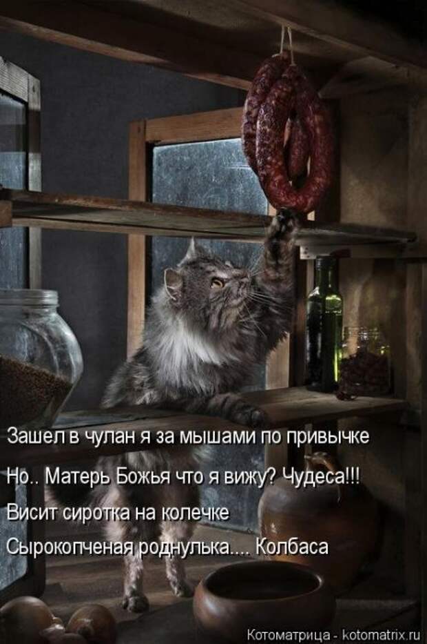 Ходячие котоматрицы. Няшные котейки