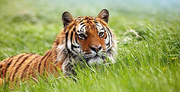10. Какие из видов тигра водятся на территории России? география, россия, тест