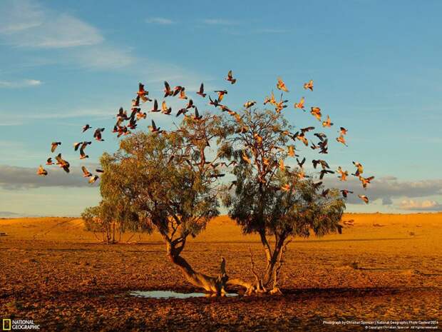лучшие снимки фотоконкурса National Geographic 2014 дерево в пустыне
