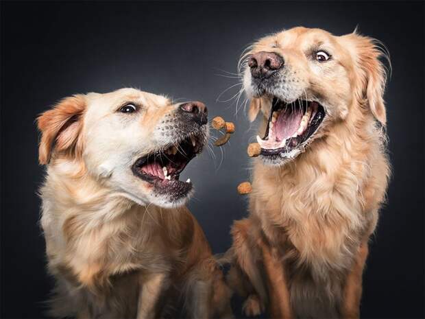 Забавные эмоции собак, которые ловят лакомства Кристиан Вилер, животные, лакомство, милота, собака, фотограф