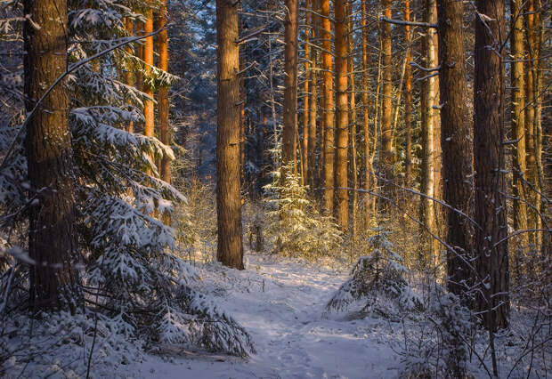 5 Утренняя сказка зимнего леса.jpg