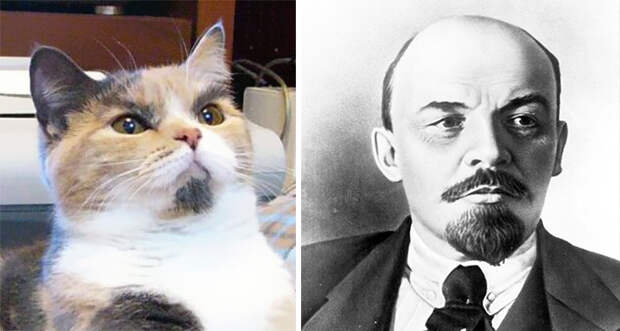Кот-Ленин
