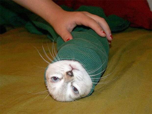 Кошачья шаурма кот, шаурма, юмор