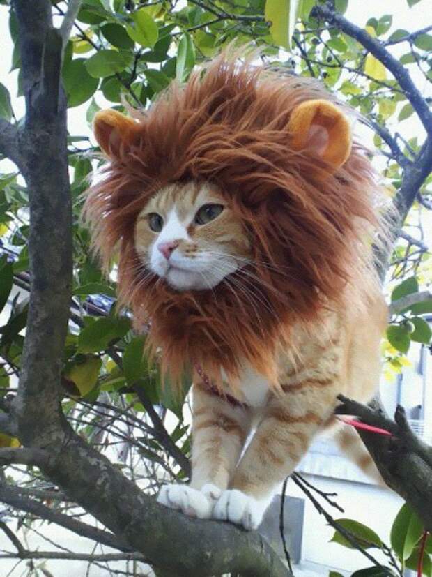 костюмы на хэллоуин для животных Кот-лев