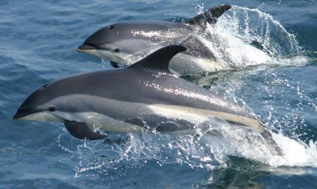Самый быстрый дельфин - Самые быстрые дельфины - Интересные факты о дельфинах