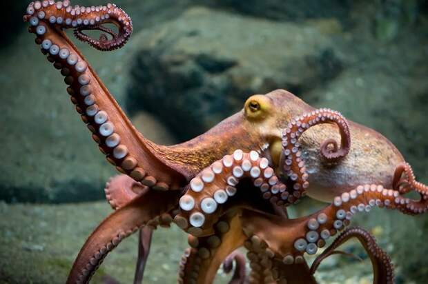 Биологи обнаружили схожий ген у человека и осьминогов
