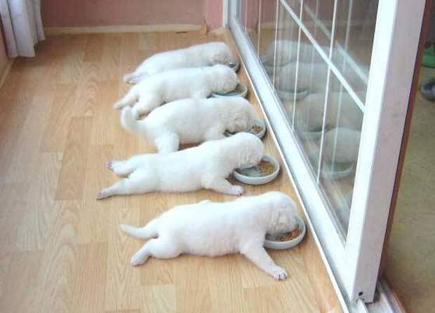 смешные животные