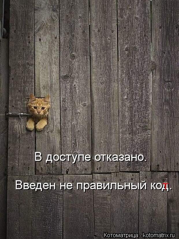 Котоматрицы(картинки с надписями)