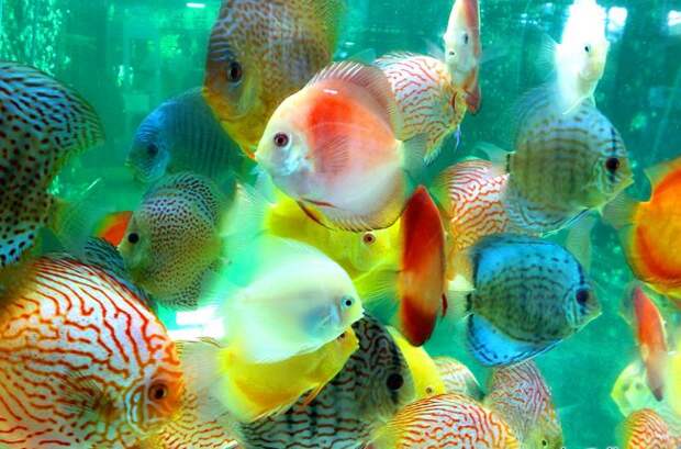 Aquarium