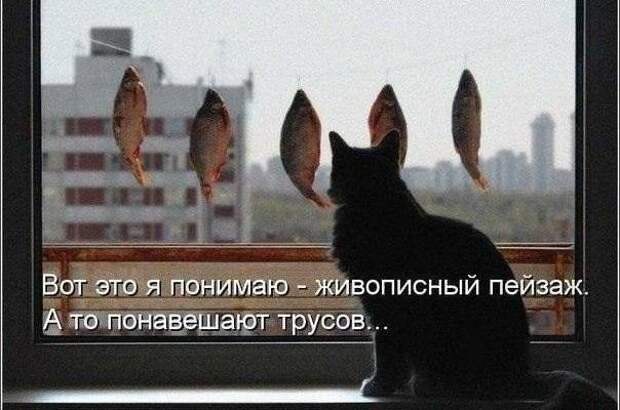 Кошачий фотопост! Кошачий фотопост! коты, юмор