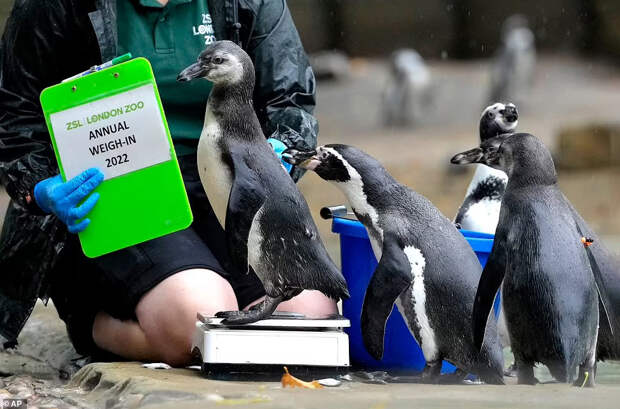 Взвешивание Взвешивание