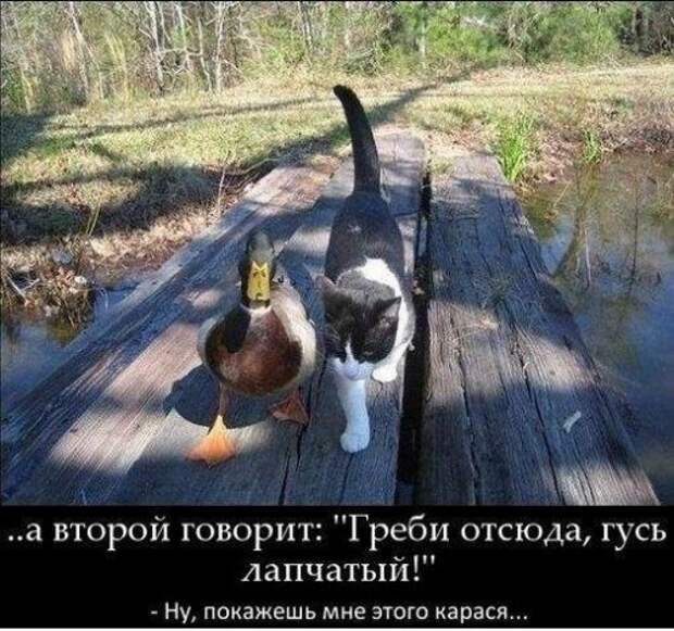 Смешные картинки и фото (63 шт)