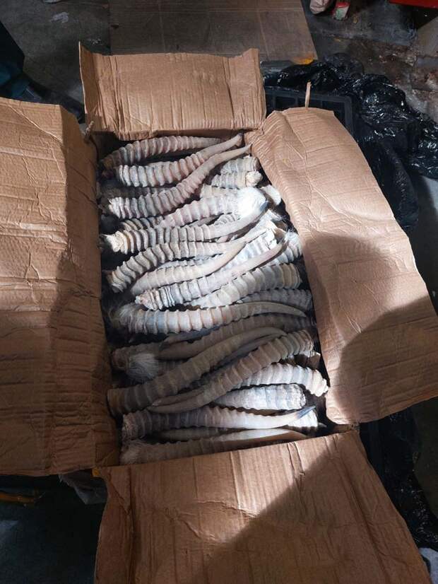 Рога, лапы хищника и струю бобра пытались вывезти из Петербурга в Дубай под видом косметики