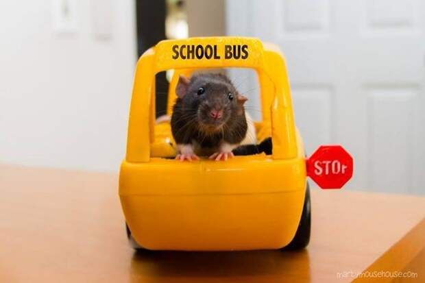 Например, они не умеют водить школьный автобус животные, крыса, милота, позитив