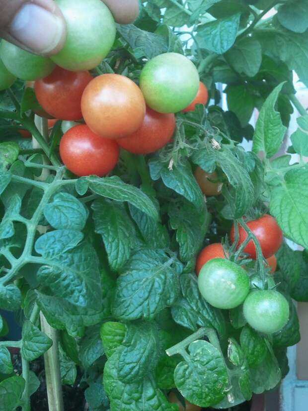Мой балконный огород своими руками, сделай сам