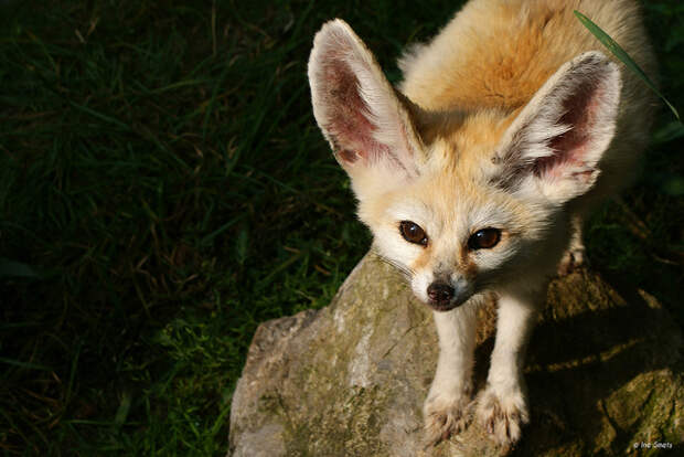 Фенек. Фото / fennec fox photo