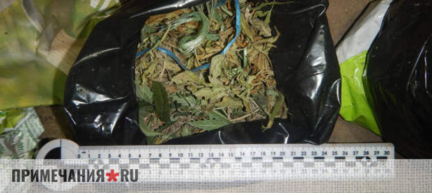 Житель Керчи культивировал и хранил наркосодержащие растения